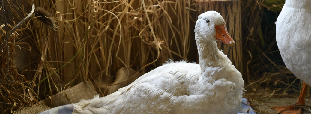 Obrázek v záhlaví