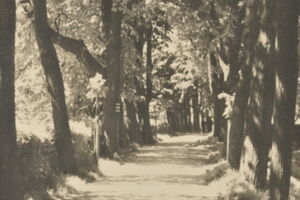 Alej Na Valech v městském parku u Synského rybníka